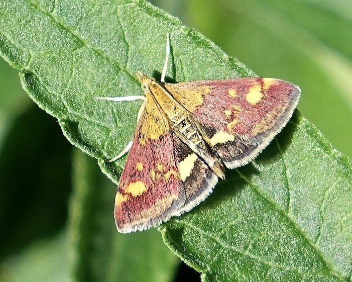 pyrausta purpuralis